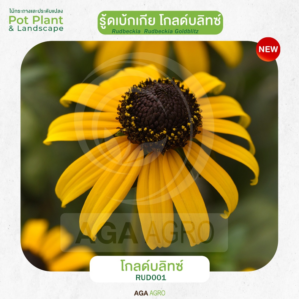 AGA AGRO I “รู้ดเบ้กเกีย โกลด์บลิทซ์” พันธุ์ใหม่ ดอกเล็ก สีเหลืองทอง-50&100เมล็ด-Rudbeckia Goldblitz ราคา ถูกที่สุด ดีลบีเคเค แกลเลอรีภาพที่ 3