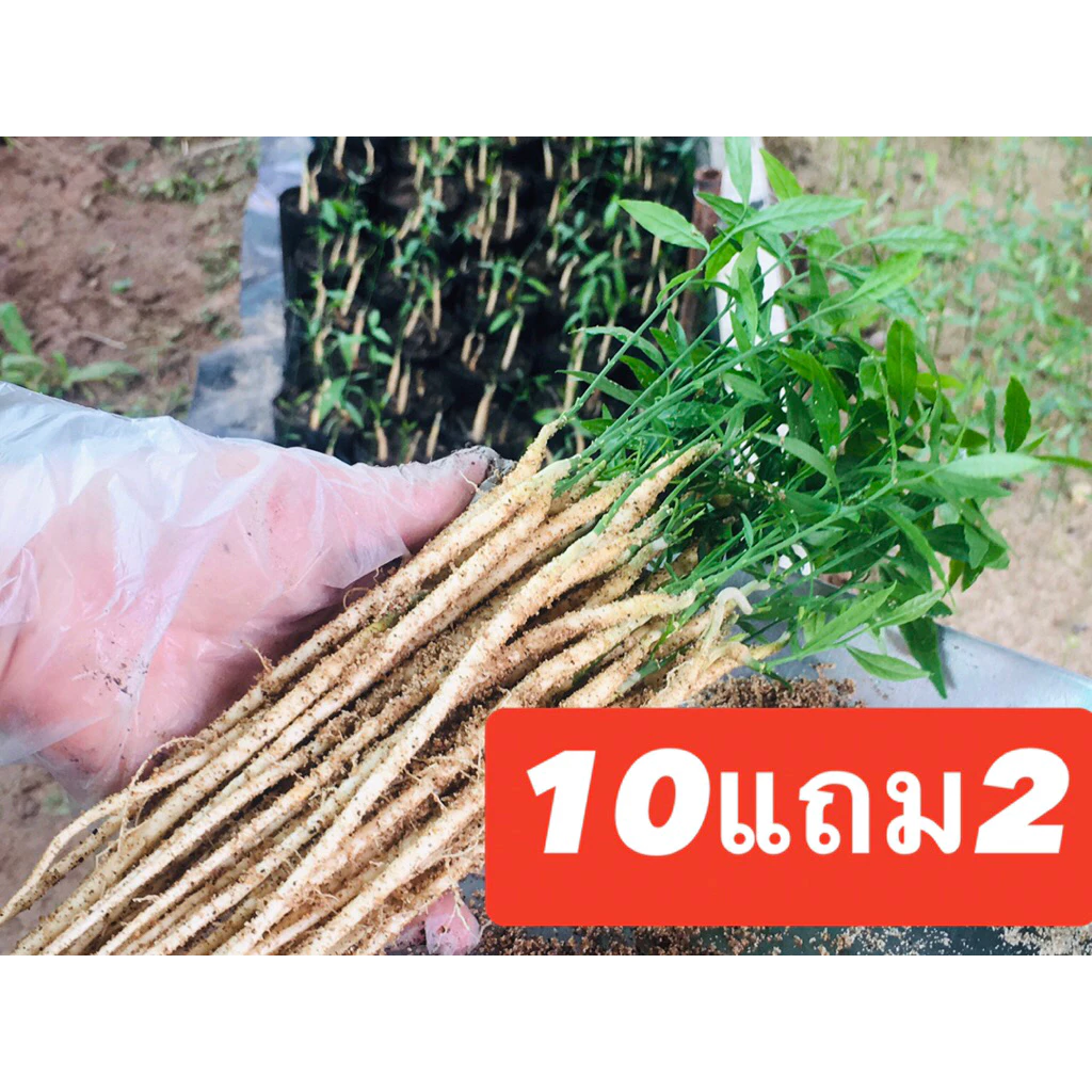 ต้นกล้าผักหวานป่ายอดเหลืองพันธุ์ดี 4เดือน รากตรงปลูกติดง่าย 10ต้น