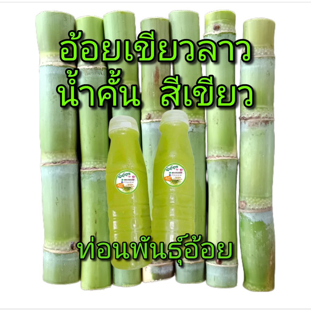 พันธุ์อ้อยเขียวลาว (น้ำคั้นสีเขียว) อ้อยคั้นน้ำ (คัดท่อนพันธุ์ 6 ท่อน ) รสหอมหวาน ตัดสด (พันธ์ุอ้อยเขียวลาวแทั 100%)