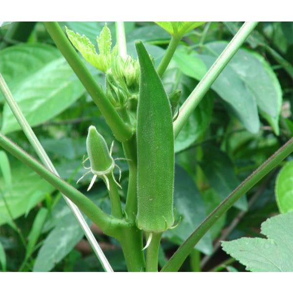 เมล็ดพันธุ์ กระเจี๊ยบ (Okra Seed) บรรจุ 20 เมล็ด คุณภาพดี ราคาถูก ของแท้ 100%