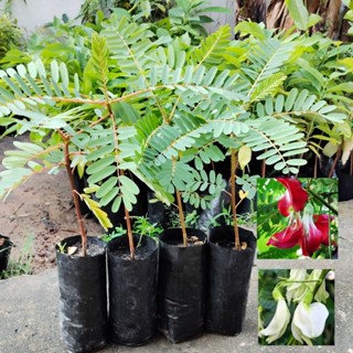 แคขาวและแคแดง ชุด2ต้น เลือกได้ต้นสวย พร้อมส่ง