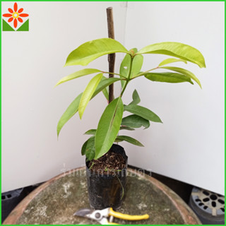 ต้นชะมวง ถุงเพาะ 4นิ้ว ส้มป้อง ส้มมวง