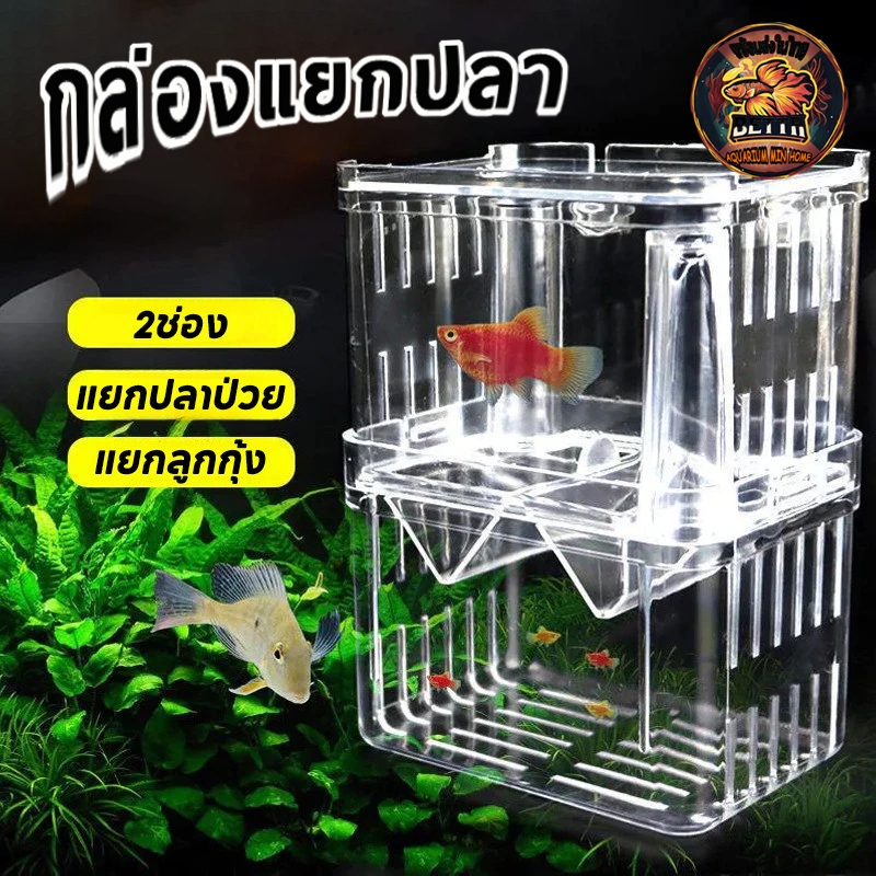 กล่องแยกปลา กล่องลูกปลา อะคริลิคใส เพาะพันธุ์ปลา แยกปลา 2ช่อง พร้อมส่ง