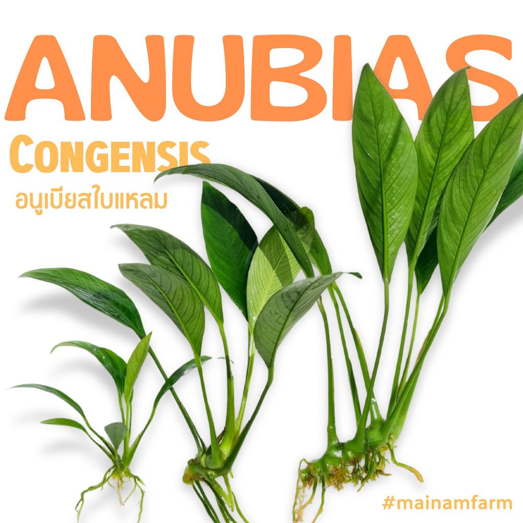 อนูเบียส ใบแหลม เลือกได้ขนาด - ANUBIAS CONGENSIS ต้นไม้น้ำ