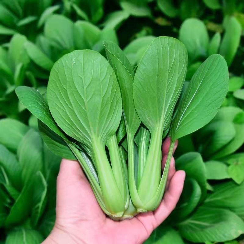 เมล็ดพันธุ์ ผักเบบี้ฮ้องเต้ บรรจุ 300เมล็ด Pak Choi Seeds Organic Vegetable Seeds for Planting บอนสี ผักสวนครัว ของแท้10