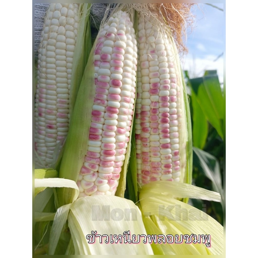 เมล็ดพันธุ์🌽ข้าวโพดข้าวเหนียวพลอยชมพู ชุด 100 เมล็ด