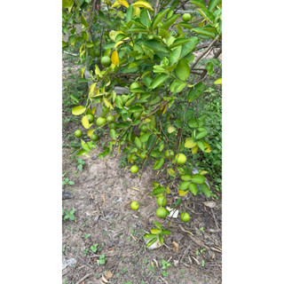 มะนาวมะนาวสดจากสวน1กิโล