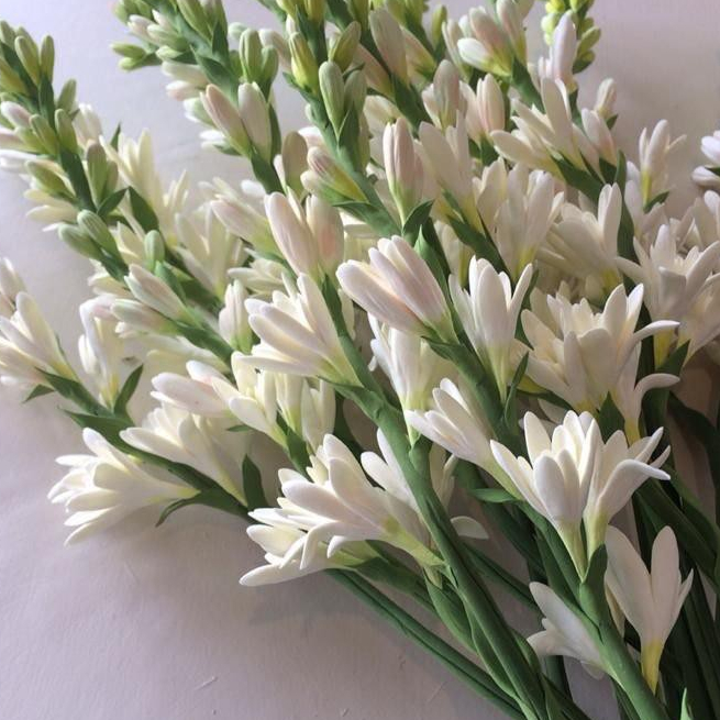 ต้นซ่อนกลิ่น ดอกสีขาว Tuberose มาจากภาษาละติน tuberosa กระถาง 6 นิ้ว