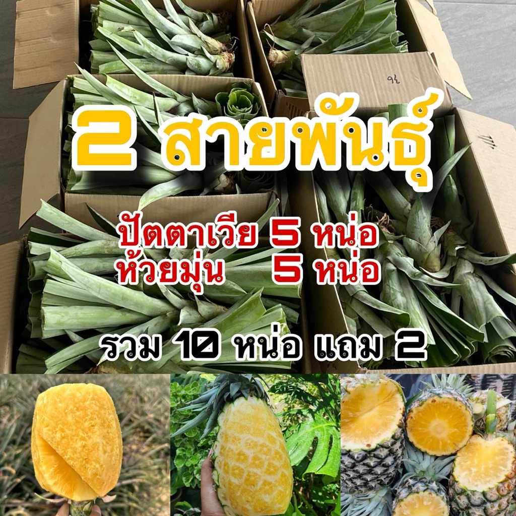 หน่อสับปะรด 2 สายพันธุ์ ปัตตาเวีย ห้วยมุ่น อย่างละ5 หน่อ รวม10 หน่อ