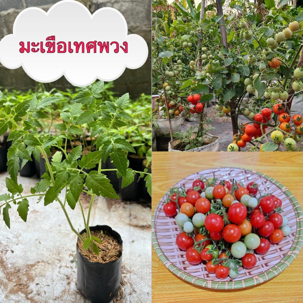 ต้นกล้ามะเขือเทศพวงสายพันธุ์พวงชมพู ลูกเล็กจิ๋ว รสชาติอร่อย นำมาปรุงรสส้มตำ หรือปลูกประดับก็ได้ ต้นกล้าแข็งแรงพร้อมปลูก