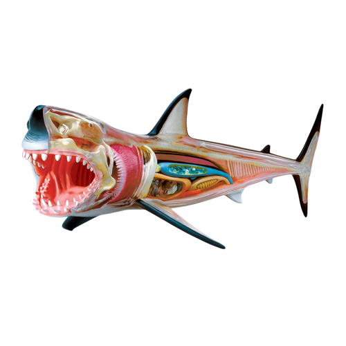 4D Vision หุ่นจำลองฉลาม 4 มิติ