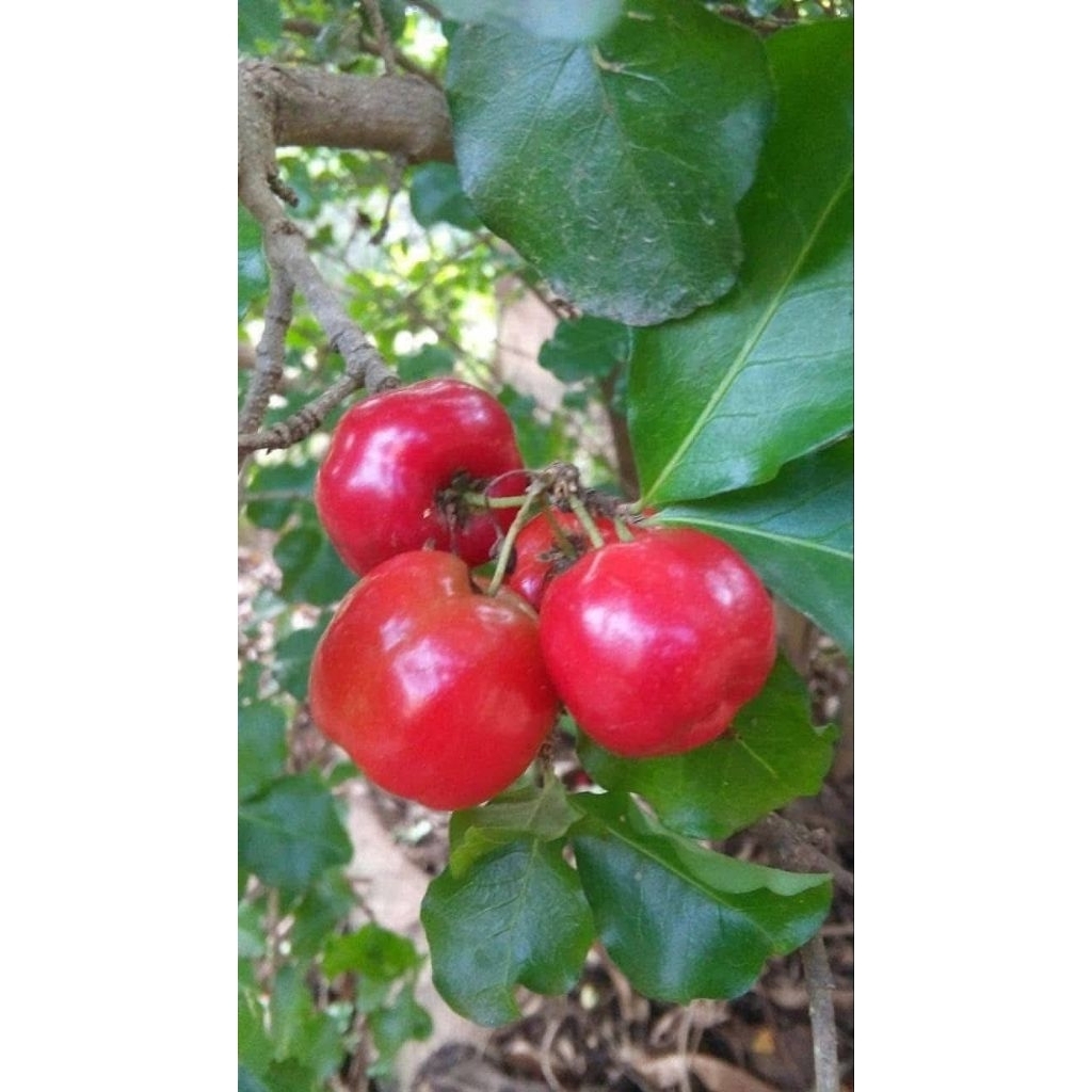 ต้นเชอรี่หวานปักชำ1ต้นถุงดำสูงประมาณ30-40ซม.