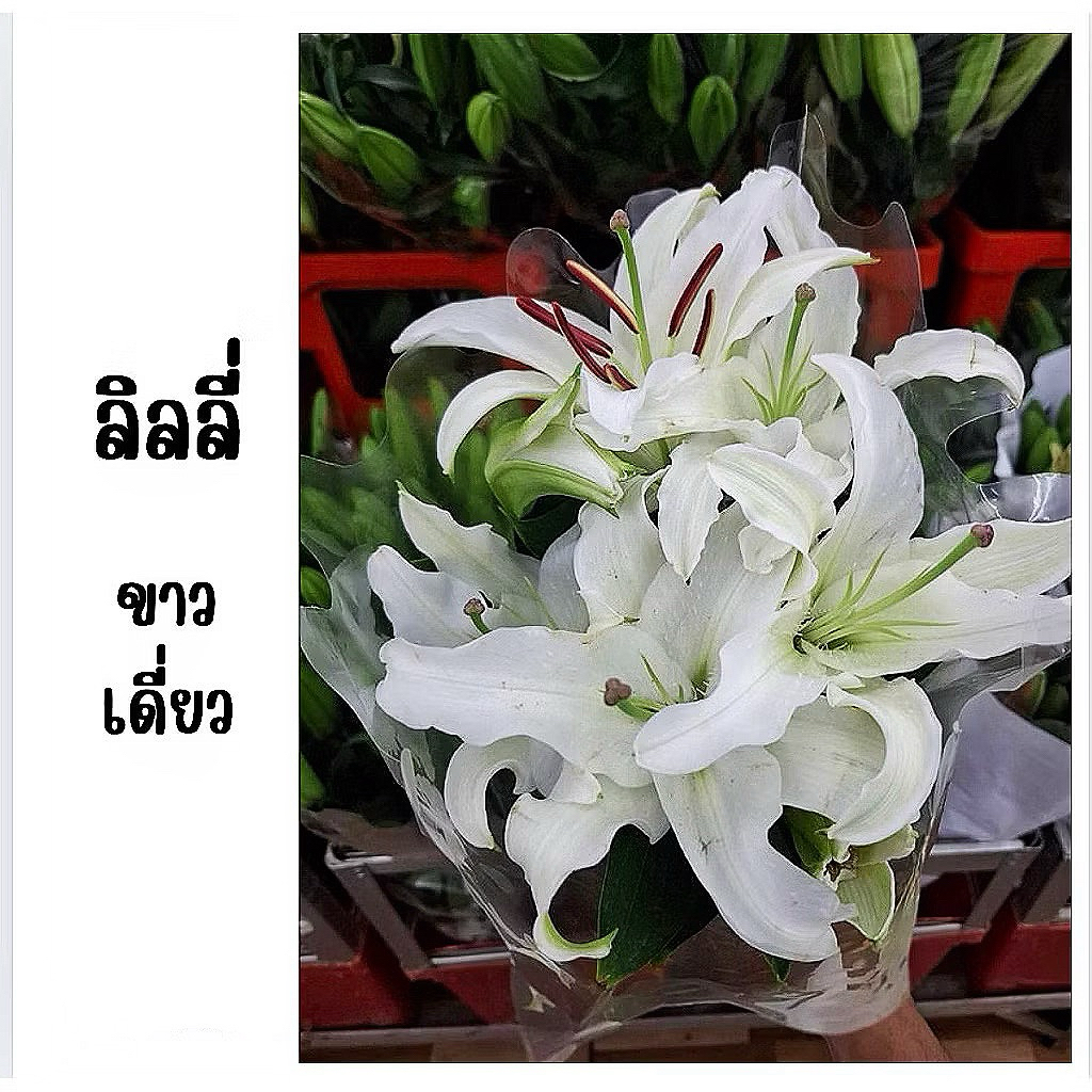 ดอกไม้สด พร้อมส่ง ราคาถูก ลิลลี่ช่อ ลิลลี่เดี่ยว  สีขาว ชมพู เหลือง กลิ่นหอมอ่อน เหมาะเป็นของขวัญ - รูปที่ 2