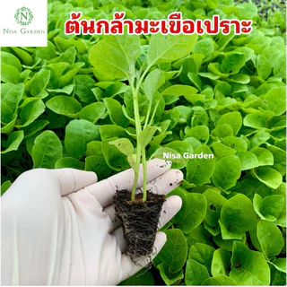 Nisa Garden ต้นกล้ามะเขือเปราะ F1 น้ำหยด ราชบุรี แข็งแรง โตเร็ว 🔥(ซื้อ 10 แถมฟรี 2)🔥