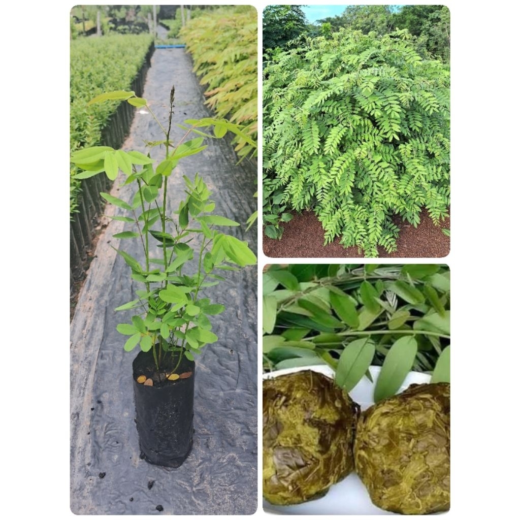 ต้นขี้เหล็กยอดขาว🌱🌱(เพาะเมล็ด)สูง20-30ซม.ชุด4ต้น99บาท ต้นพร้อมปลูก