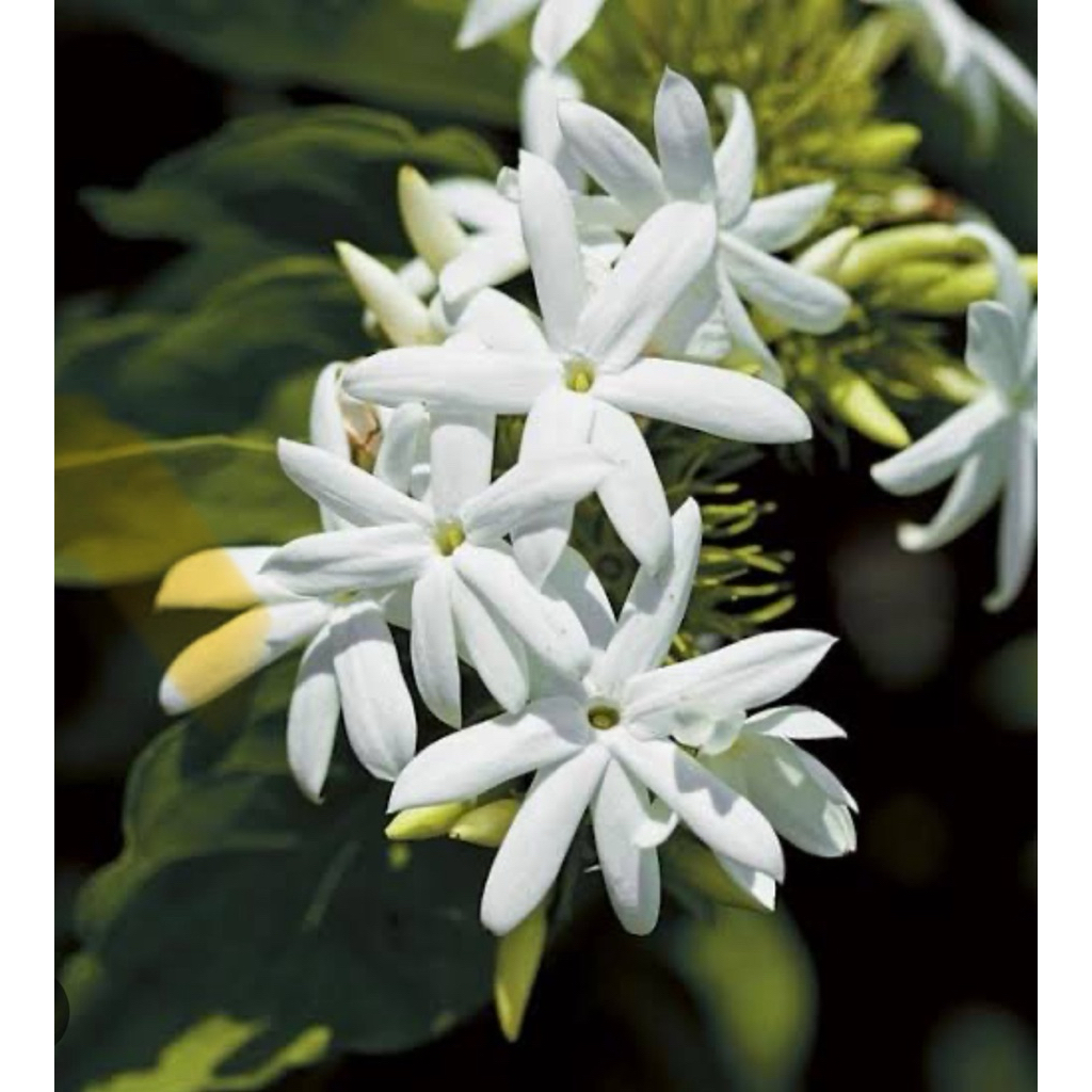 ต้นมะลุลี (Star Jasmine) ไม้เลื้อยเนื้อแข็ง ร้านต้นไม้Patsorntree