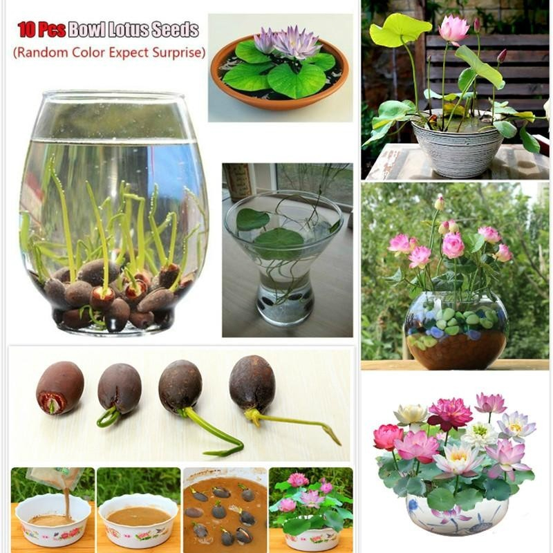 10เมล็ด（ซื้อ 5 แถม 5 ฟร）บัวคละสี เมล็ดเล็ก ดอกดกทั้งปี เมล็ดเล็ก ดอกบัว ปลูกบัว เม็ดบัว สวนบัว เมล็ดพันธุ์ผัก ปี ของแท้