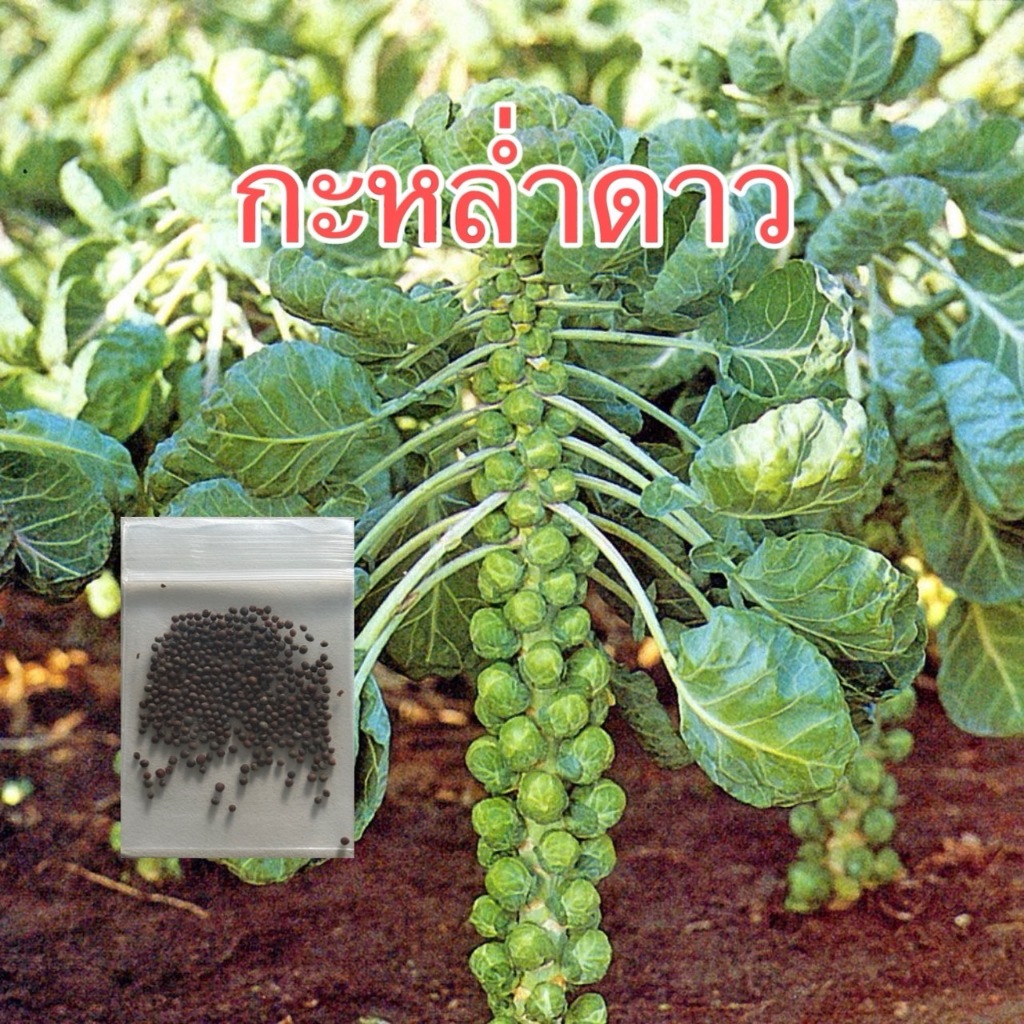เมล็ดผักกะหล่ำดาว ซองละ 20 บาท กะหล่ำดาว กะหล่ำปลี กะหล่ำ