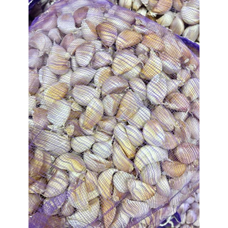 กระเทียมจีนแกะกลีบ พร้อมใช้ ยกกระสอบ 9.5-10KG