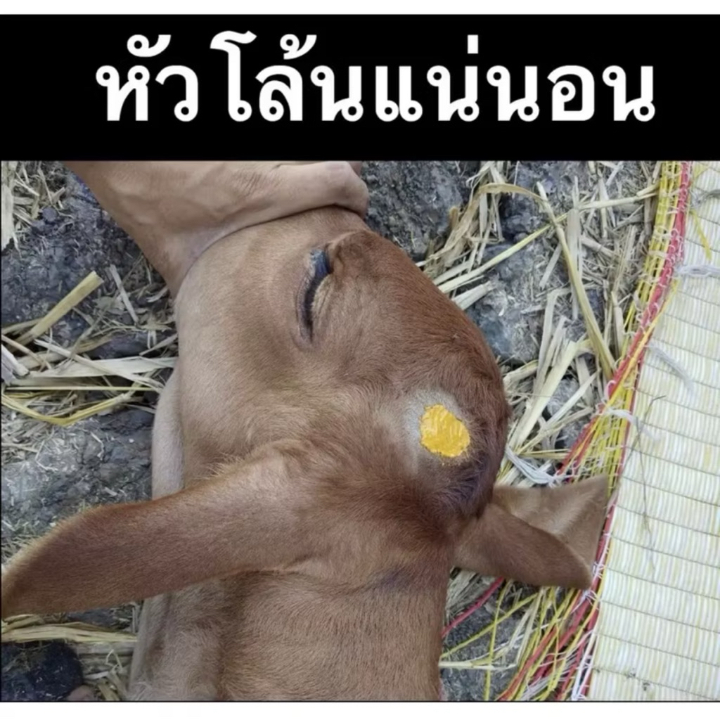 ครีมป้ายเขา ครีมสูญเขา ขนาด 50 กรัมลูกพระโค รูปที่ 6