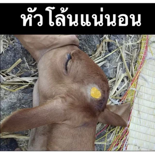 🟨ครีมป้ายเขา ครีมสูญเขา ขนาด 50 กรัม🐮ลูกพระโค🐮