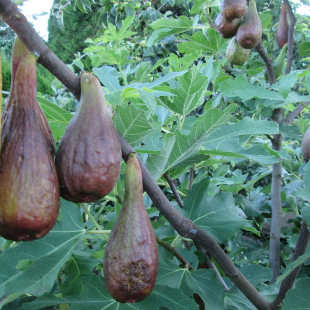 1 ต้นมะเดื่อฝรั่ง พันธุ์ Long d'Aout (ลองดุก) ลำต้นสูง 30-40 ซม กระถาง 6 นิ้ว