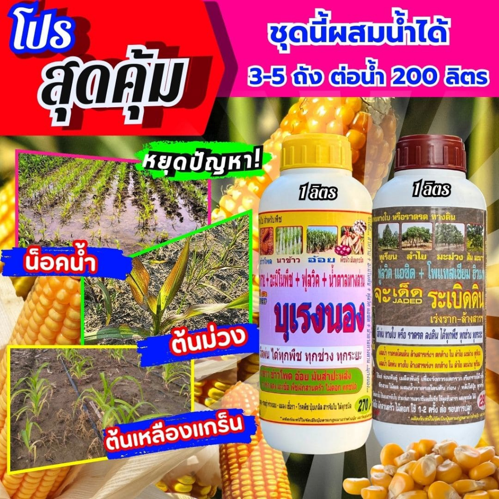 ชุดสุดคุ้ม บุเรงนอง คู่กับ ระเบิดดิน แก้น็อคน้ำ ต้นเหลือง แกร็น ต้นม่วง