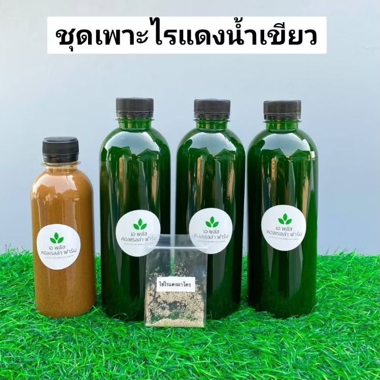 ชุดเพาะไรแดง ปุ๋ยน้ำสำเร็จรูป เขียวเร็ว ไรแตกตัวดี สำหรับอาหารปลา