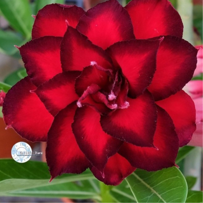 10 เมล็ด เมล็ดพันธุ์ ชวนชม สายพันธุ์ไต้หวัน ดอกสีแดง ขอบดำ Adenium Seeds