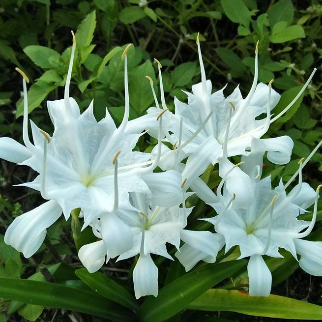 หัวว่านเศรษฐีน้ำเต้าทอง ว่านมหามงคล ว่านระฆังทอง Pancratium zeylanicum L 2 หัว