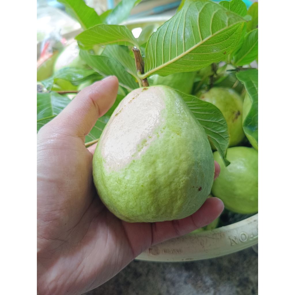 ฝรั่งหงเป่าสือ เก็บสดๆจัดส่งทุกวันจร้าขนาด 3-4ลูกโล  “หงเป่าสือ” เป็นฝรั่งไส้แดง ที่มีถิ่นกำเนิดมาจากไต้หวัน มีลักษณะผล - รูปที่ 3