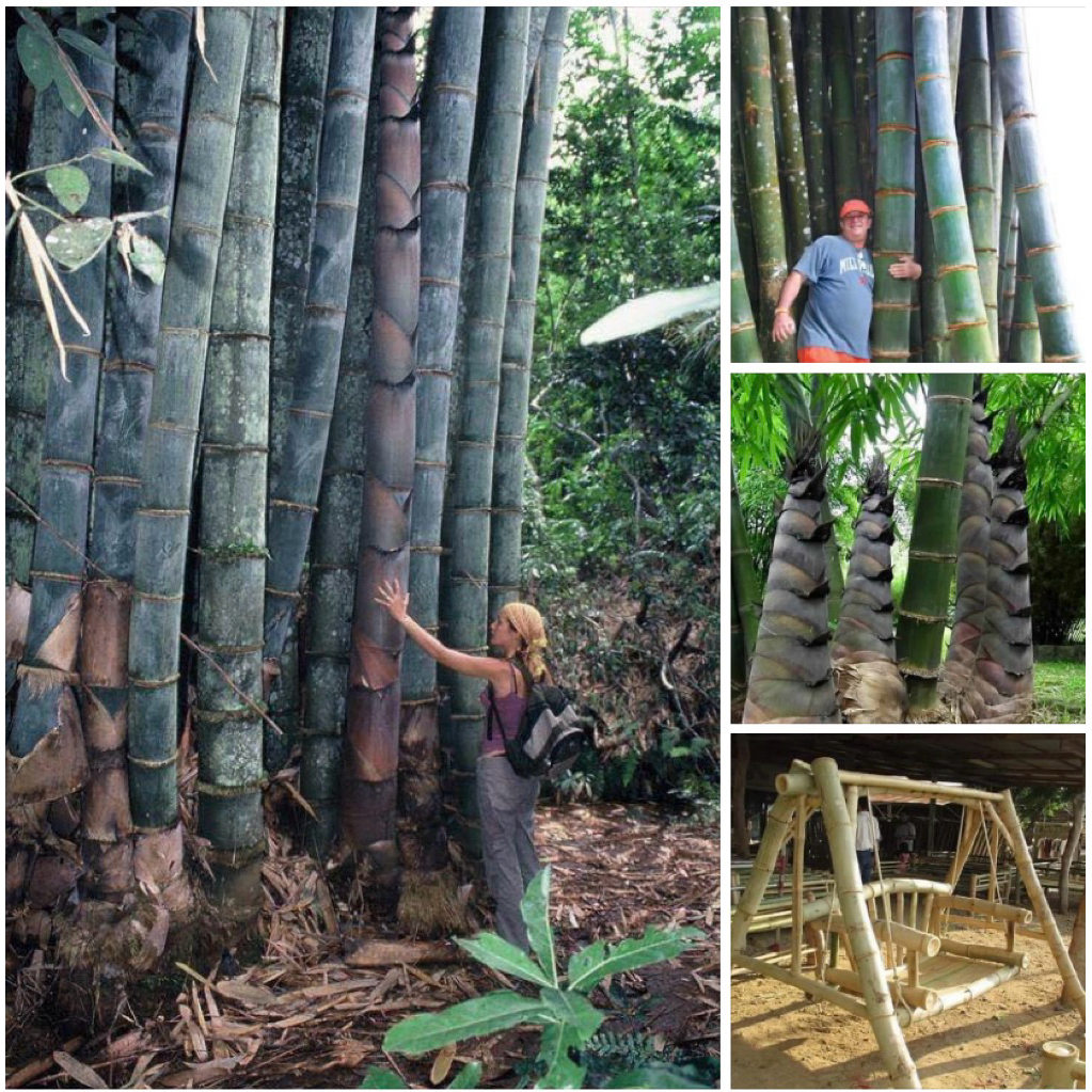 #เมล็ดไผ่หกยักษ์ ลำใหญ่ 8-10 นิ้ว ใช้ทำเฟอร์นิเจอร์ได้ - รูปที่ 7