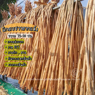 ต้นผักตบชวาตากแห้ง 1 กก. ยาว 75-90 เซน   ผักตบชวากันกระแทก ต…