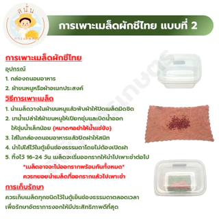 เมล็ดพันธุ์ ผักชีไทย ผักหอมป้อม เมล็ดใหม่ งอกไว เมล็ดผักชี สีแดงอมชมพู มีกลิ่นหอม (1 ซอง 200 เมล็ด)