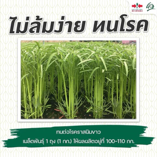 ผักบุ้งจีน เพชรยอดไผ่ 9 ศรแดง 1 กิโลกรัม