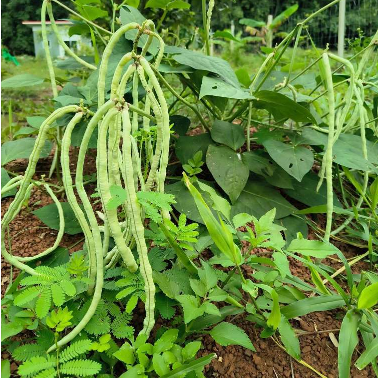 เมล็ดพันธุ์ ถั่วพุ่มเขียว ถั่วฝักยาวไร้ค้าง อัตรางอกดี โตเร็ว ทนแดด ทนโรค ดูแลง่าย 20-50 เมล็ด [10 แถม 1 คละได้]
