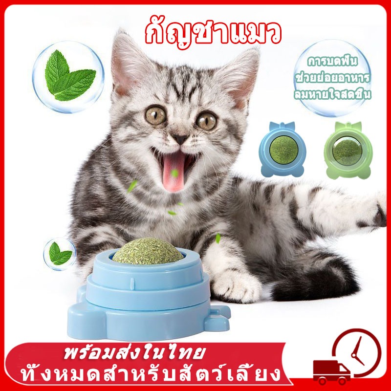 กัญชาแมว แคทนิปบอล ติดกำแพง ไม่กลิ้งหาย หญ้าแมว กันชาแมว กัญชาเเมว แคทนิปแมว catnip ball กันชาแมวส่งฟรี กัชชาแม กันชาแมว