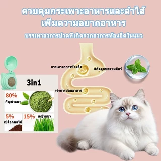 กัญชาแมว แคทนิปบอล ติดกำแพง ไม่กลิ้งหาย หญ้าแมว กันชาแมว กัญชาเเมว แคทนิปแมว catnip ball กันชาแมวส่งฟรี กัชชาแม กันชาแมว