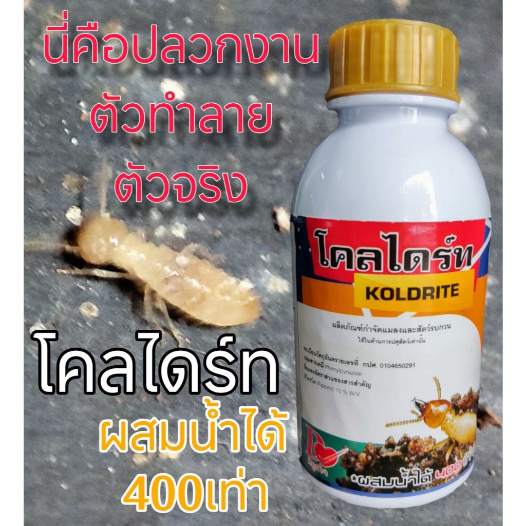 ผลิตภัณฑ์กำจัดแมลง,ปลวก โคลไดร์ท(KOLDRITE) ฟิโฟรนิล(fipronil) 10% ผสมน้ำได้ 400 เท่า