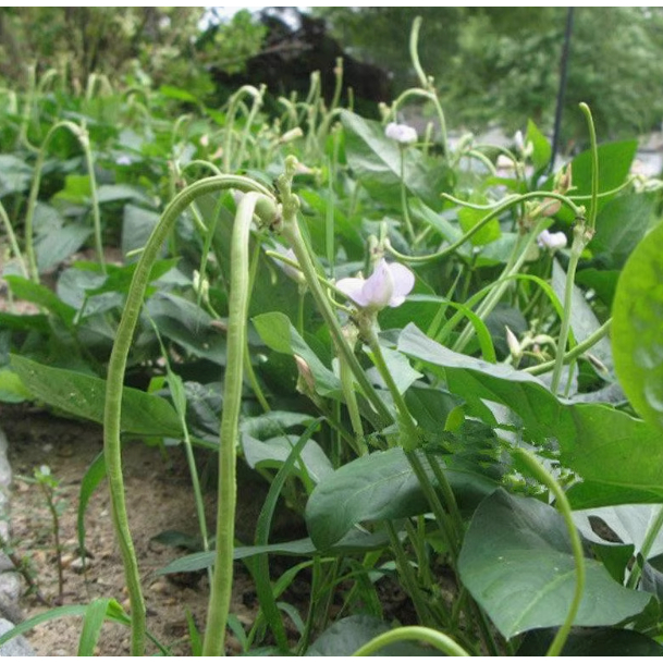 เมล็ดพันธุ์ถั่วพุ่มไร้ค้างสีเขียว 20-50 เมล็ด ปลูกง่ายโตเร็วเหมาะกับพื้นที่จำกัด [10 แถม 1 คละได้]