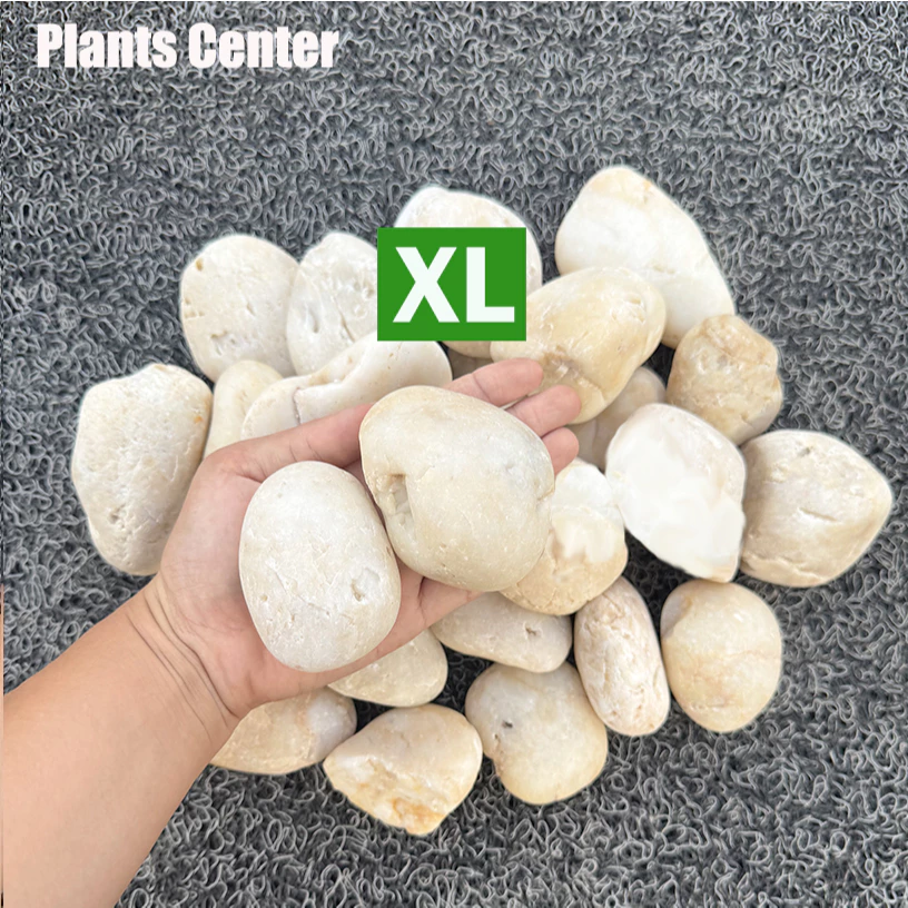 Plants Center T303 ยกกระสอบ 1kg/6-7kg. หินแม่น้ำ หินขาว หินกรวด สำหรับตกแต่งสวนและตู้ปลา thumbnail 9