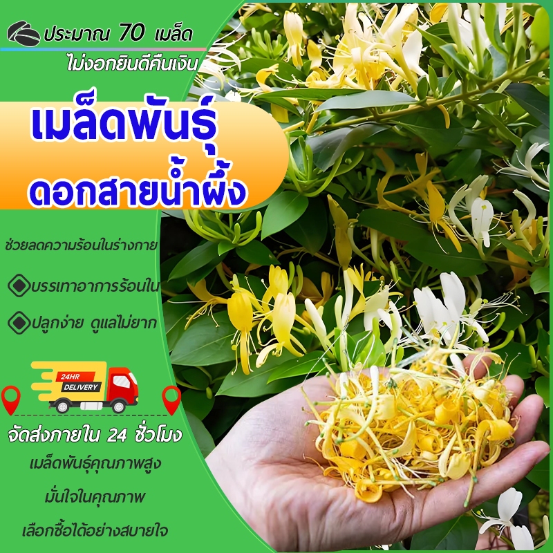 70 เมล็ดเมล็ดพันธุ์ดอกสายน้ำผึ้ง เมล็ดจินอิ๋นฮวา สายน้ำผึ้ง ดอกดก ดอกสวยหอมไม้เลื้อย สูง60-80ซ.ม