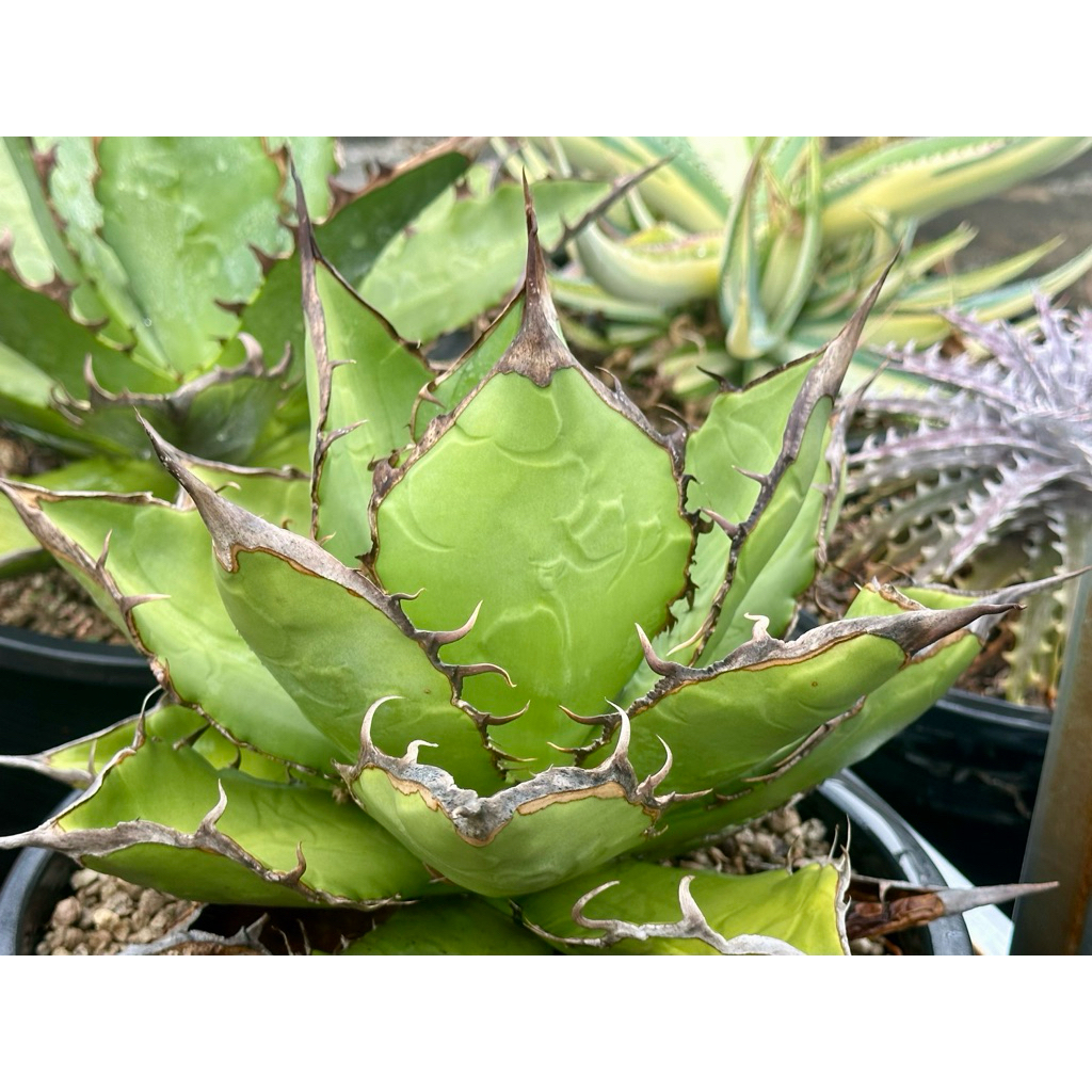 อากาเว่ Agave titanota FO-076 ssp. (ต้นตระกูลด่าง ต้นที่ขายไม่ด่าง)