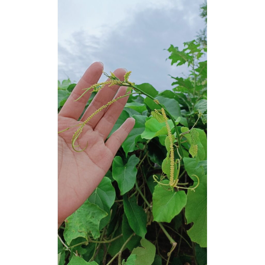 รูปภาพ 9