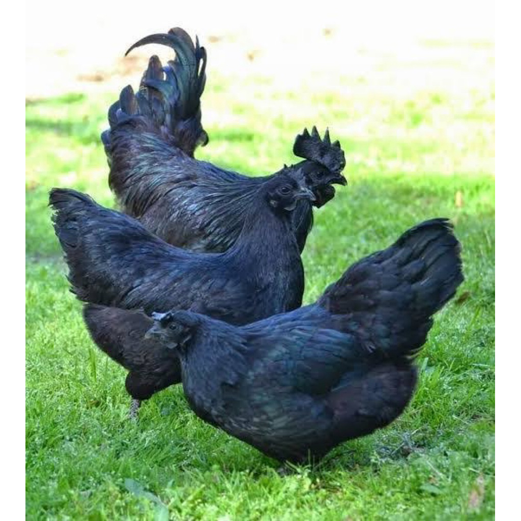 ไข่เชื่อ ไก่ดำภูพาน จากศูนย์ศึกษาพัฒนาภูพานโครงการหลวงแท้ๆครับ 1 ชุด มี 3 ฟอง ชุดละ 200 บาท ราคานี้เคลม เชื้อ 100% ครับ