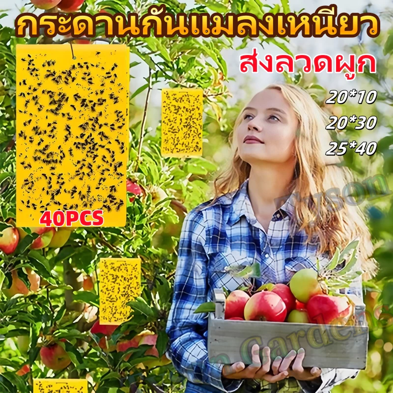 แผ่นกาวดักแมลง (มีกาวในตัว) มีให้เลือกหลายขนาด แพ็คละ 20/50/100 แผ่น กับดักแมลงกินผัก ดักแมลงศัตรูพืช กาวดักแมลงวันทอง