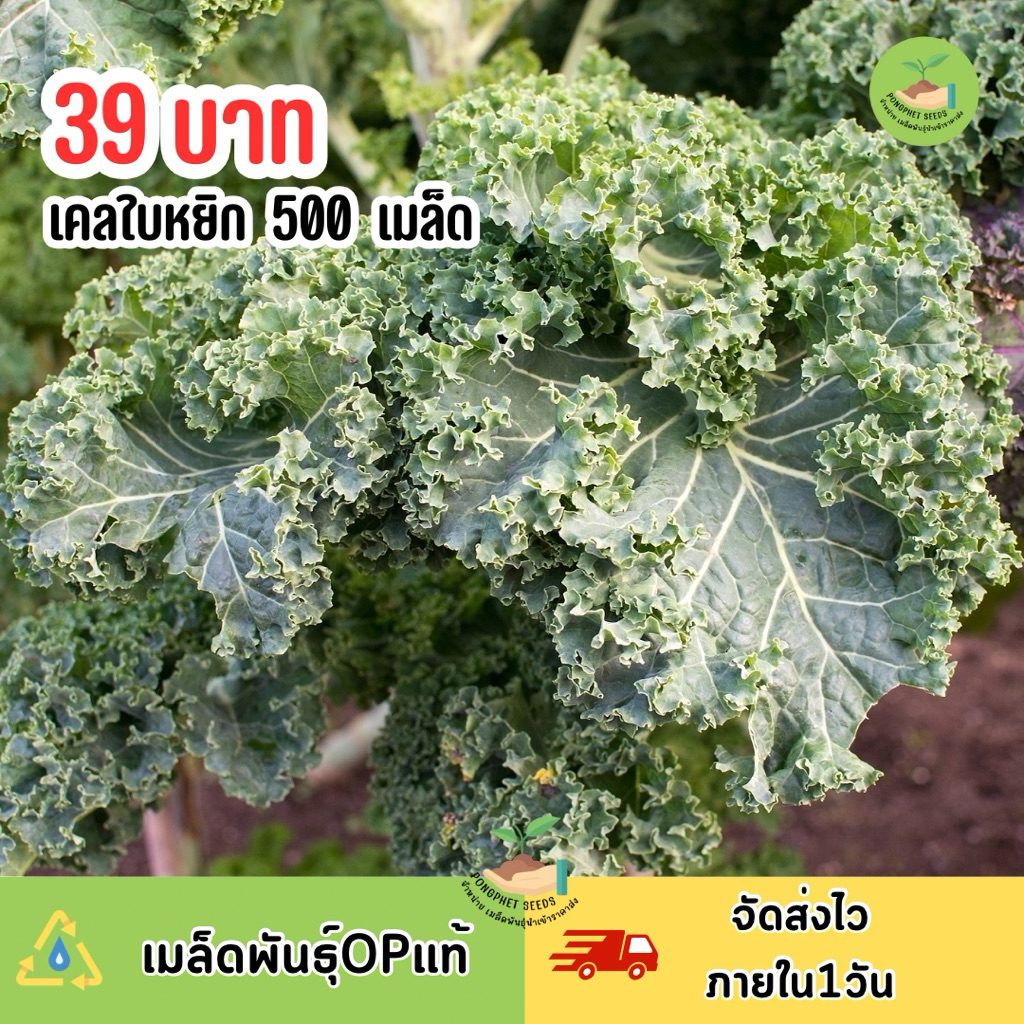เมล็ดพันธุ์เคลใบหยิก บรรจุ 500 เมล็ด