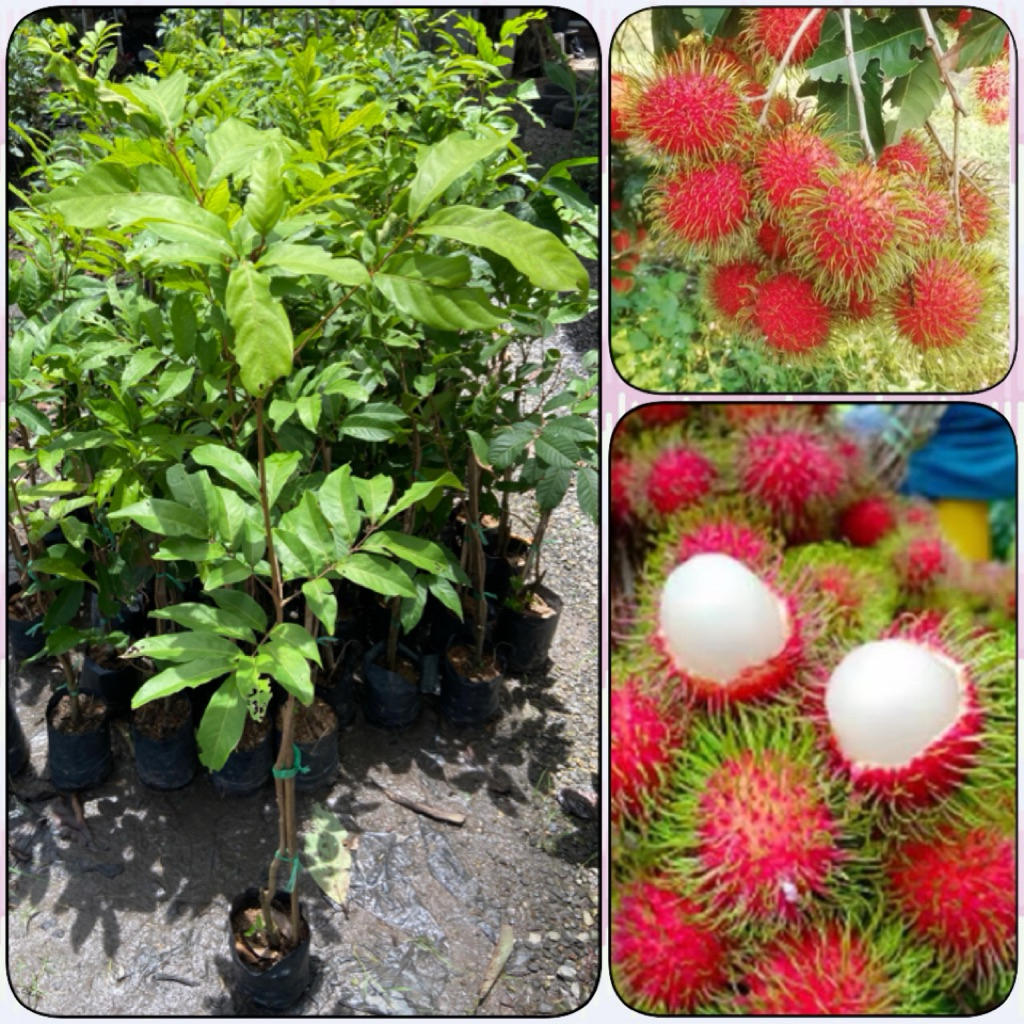 ต้นเงาะโรงเรียน กิ่งตอน ( สูง 70-90cm ) เนื้อหนา สีขาวนวล มีรสหวาน ต้นแข็งแรง พร้อมปลูก