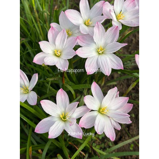 บัวดิน สีขาว8กลีบZ.White Lucky 4หัว50บาท