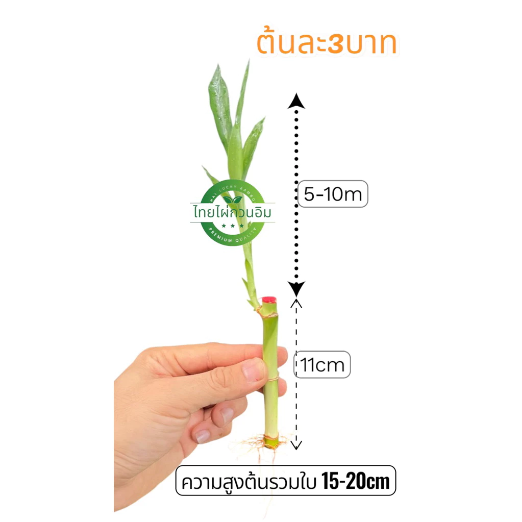 ไผ่กวนอิมแตกหน่อแต่งตู้ปลา(ต้นละ3บาท )มีรากมีใบแล้ว ต้นสูง11cmสูงรวมใบ15-20cm